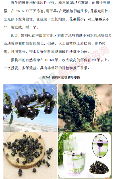 黑枸杞市場_副本.png 黑枸杞市場_副本.png